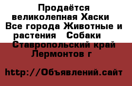 Продаётся великолепная Хаски - Все города Животные и растения » Собаки   . Ставропольский край,Лермонтов г.